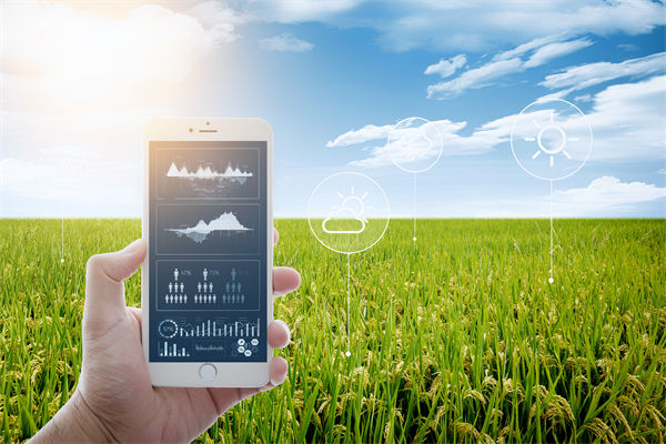 溫州種出2.1米高巨型水稻，精益生產(chǎn)怎么看？