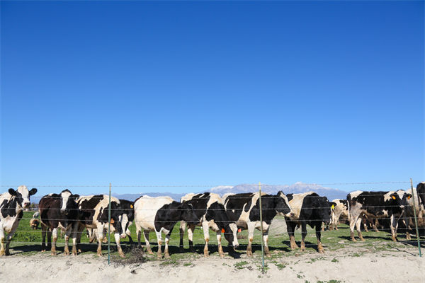 常溫純牛奶中禁止添加復(fù)原乳，集成供應(yīng)鏈怎么看？