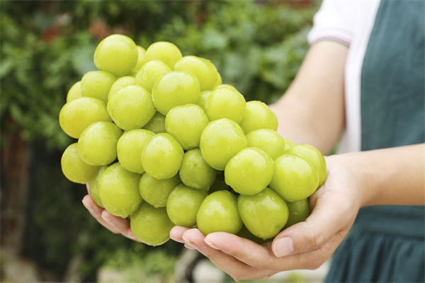 營(yíng)銷管理咨詢分析：陽(yáng)光玫瑰因何跌成“地板價(jià)”？